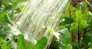 Jak správně zalévat řepu venku?